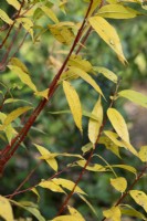 Salix alba 'Flame' - Feuillage de saule blanc en automne