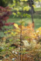 Metasequoia glyptostroboides 'Sheridan Spire' - Young Dawn Redwood Tree en automne