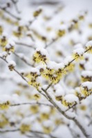 Hamamelis mollis - recouvert de neige - janvier
