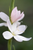 Schizostylis coccinea 'Princesse Rose' - Hesperantha