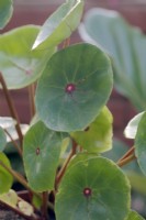 Bégonia conchifolia rubrimaculata