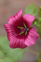 Malope trifida 'Vulcan' - Millepertuis à grandes fleurs - Septembre