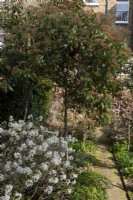 Un jardin de ville clos avec vue sur la maison. Les plantes comprennent : Amelanchier lamarckii, Photinia x fraseri « Red Robin » en forme de sucette, des arbres palissés et des arbustes à feuilles persistantes.