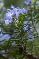 Fleurs de Salvia rosmarinus bleu pâle, qui s'ouvrent à la fin de l'hiver et continuent à fleurir tout au long du printemps.