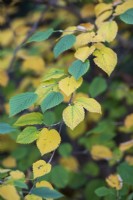 Corylopsis glabrescens 'Longwood Chimes' - Feuillage de noisetier d'hiver en automne