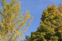 Ginkgo biloba « Fastigiata » et Acer platanoides « Olmsted » - Feuillage de l'arbre aux coches et de l'érable de Norvège en automne