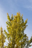 Ginkgo biloba 'Fastigiata' - Arbre aux vierges en automne