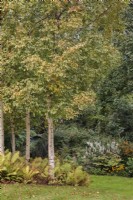 Betula utilis var. jacquemontii 'Grayswood Ghost' et Matteuccia struthiopteris en automne - septembre