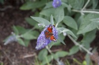 Papillon paon et bourdon syn. Bombus nectar sur Buddleia davidii 'Lilac Moon'. Septembre, été