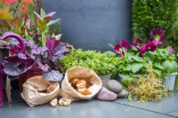 Bulbes, cailloux, mousse et plantes disposés au sol autour du pot