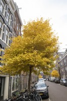 Les arbres de Ginkgo biloba affichent leurs couleurs d'automne dans le Jordaan d'Amsterdam.