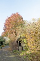 Paniers stockés dans une grange envahie le long d'un chemin entouré d'arbres et d'arbustes aux couleurs d'automne.