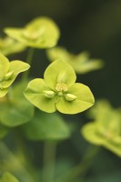 Euphorbia cornigera