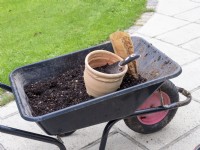 Préparez la floraison printanière en mettant les bulbes dans un pot en terre cuite en automne