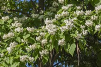 Catalpa speciosa - Arbre de catalpa du nord avec des fleurs blanches et des gousses au printemps - juin
