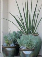Groupe de 4 pots rustiques sarcelle et marron plantés d'un assortiment de plantes succulentes bleu sarcelle et bleu sur fond blanc