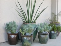 Groupe de 6 pots rustiques sarcelle et marron plantés d'un assortiment de succulentes sarcelle, bleu et vert sur fond blanc