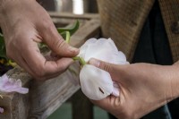 Extraction et séchage des bulbes de tulipes, suppression des capitules.