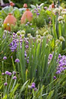 Oignon gallois - Allium fistulosum et ciboulette - Allium schoenoprasum.