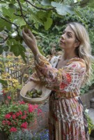 Femme en robe d'été la cueillette des figues