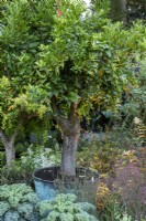 Citrus x sinensis - oranger dans un pot en cuivre entouré de Brassicas, RHS Chelsea Flower Show 2021, RHS Cop 26 Garden