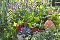 Parterre surélevé de légumes et d'herbes - bette à carde, sauge violette, basilic et origan.