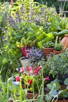 Légumes et fines herbes poussant en pots individuels : courgette, tomate, sauge violette, bette à carde, basilic et origan