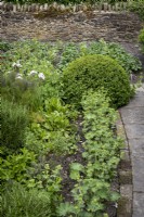 Alchemilla mollis, chemin de bordure de l'Alchémille dans le jardin du chalet. Boîte à boules topiaire derrière.