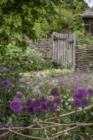 Allium 'Purple Sensation' en jardin de cottage, support assuré par support de noisetier rustique