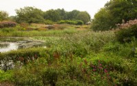 La vue sur un lac à la plantation de style prairie dans le champ Oudolf dans le Millennium Garden du parc naturel de Pensthorpe.