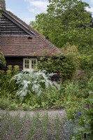 Patch d'oignons en cottage garden avec Cynara cardunculus architectural, Cardoon derrière