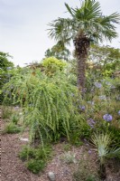 Jardin de gravier avec agapanthes, acacias et Trachycarpus fortunei en août