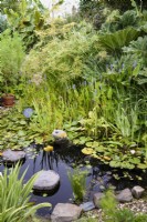 Bassin de jardin en août avec Pontedaria cordata, iris et Papyrus alternifolius