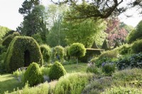 Vue vers le bas sur le jardin formel de l'if coupé, fort et sucette les lauriers portugais à l'ancien presbytère, Netherbury, Dorset en mai