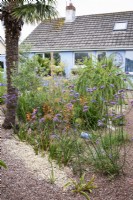 Jardin de gravier avec Verbena bonariensis et watsonias orange en août