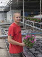Homme sélectionnant des plantes en pot de chrysanthèmes à fleurs prêtes pour l'emballage.