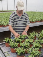 Homme pinçant les points de croissance des petites plantes.