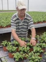 Homme pinçant les points de croissance des petites plantes.