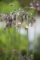 Allium siculum en juin