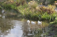 Vue sur l'étang de canards blancs élevés à la main, nageant. Nymphée syn. nénuphars. Reflets dans l'eau. Marginaux.