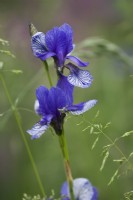 Iris siberica 'Vol de papillons'