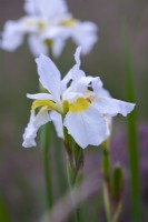 Iris sibérica 'Snow Crest'