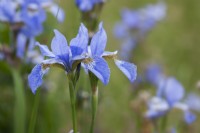 Iris sibérien 'Papillon'