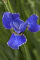 Iris siberica 'Silver Edge'