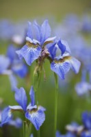 Iris sibérien 'Papillon'