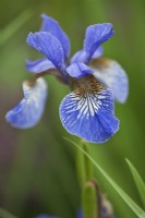 Iris siberica 'Nuit des Tropiques'