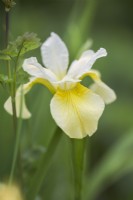 Iris siberica 'Beurre et Sucre'