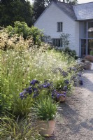 Jardin de gravier à Highfield Farm en août avec pots d'agapanthes et nuages de Scabiosa columbaria subsp. ochroleuca.