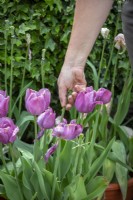 Tulipes mortes après qu'elles aient fini de fleurir pour que l'énergie aille dans les bulbes