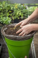 Planter des tomates dans un panier suspendu. Ajout de compost et mélange d'engrais à libération lente.